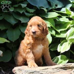 Reba, Irish Doodle Puppy